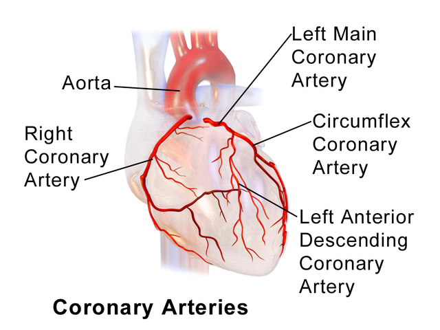 Diagram of the heart and coronary arteries